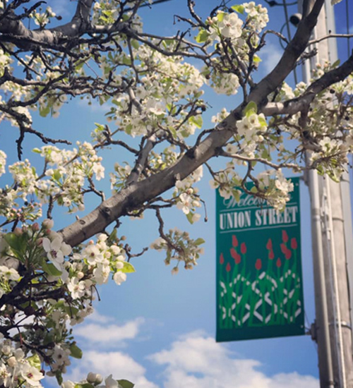 Upper Union Street sign in back of a white flowering tree